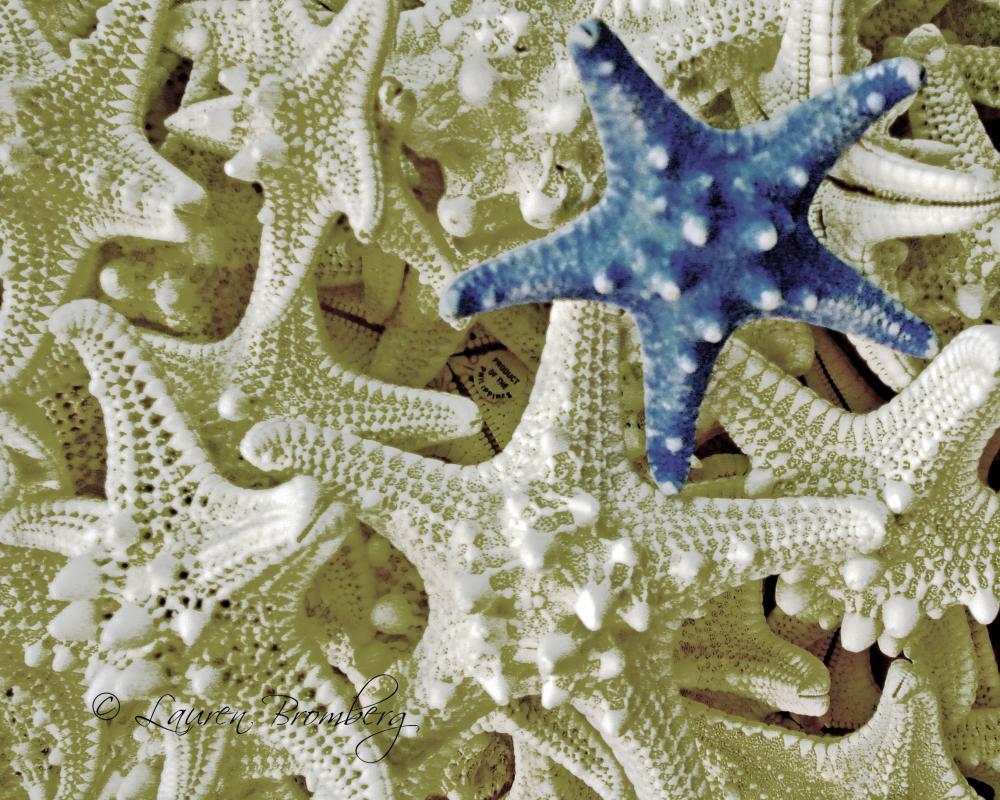 Blue And White Star Fish Photograph